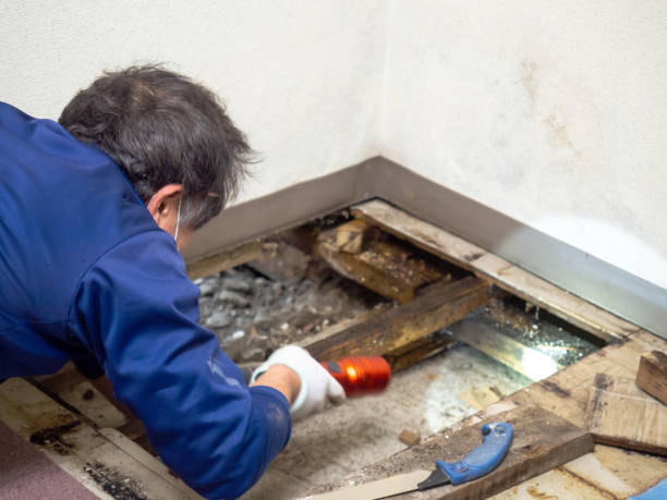 Best Post-Remediation Services in Shell Point, SC